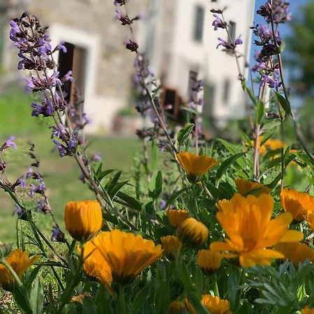 Le Spine Sulla Via Francigena 3*